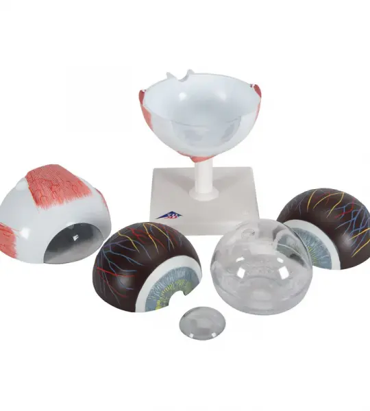 Eye Model, 5 times full-size, 6 part | Medical-Grade Teaching Models
