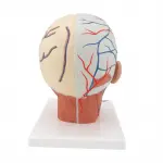 Head Musculature with Blood | Anatomical Model