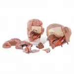 Life-size Head Model, 6 part | Anatomical Model