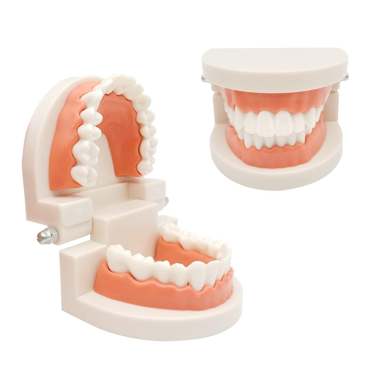 Dental Model