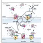 Bio Chemistry Chart
