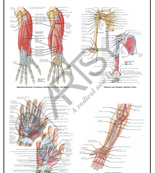 Anatomy Charts