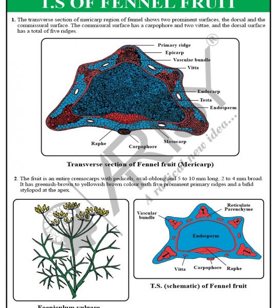 Pharmacognosy Charts