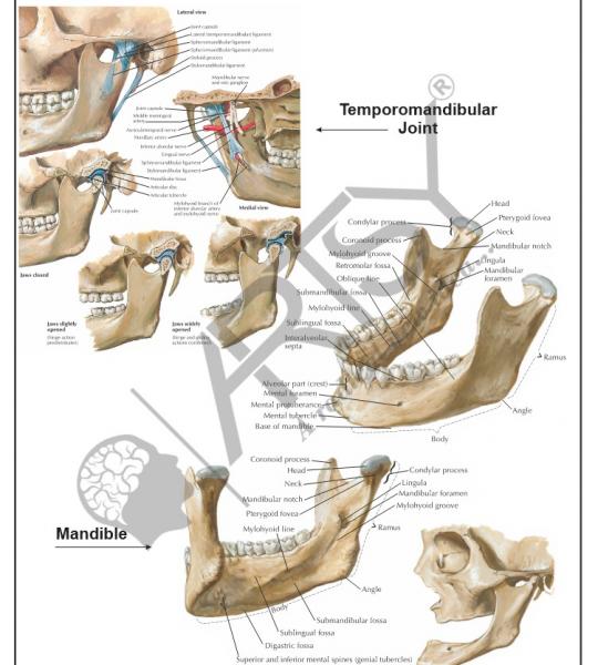 Anatomy Charts