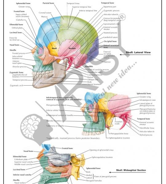 Anatomy Charts