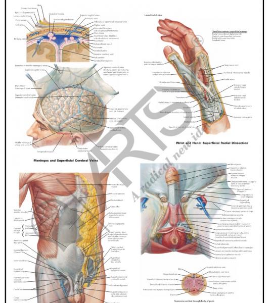 Anatomy Charts