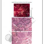 Pathology Charts