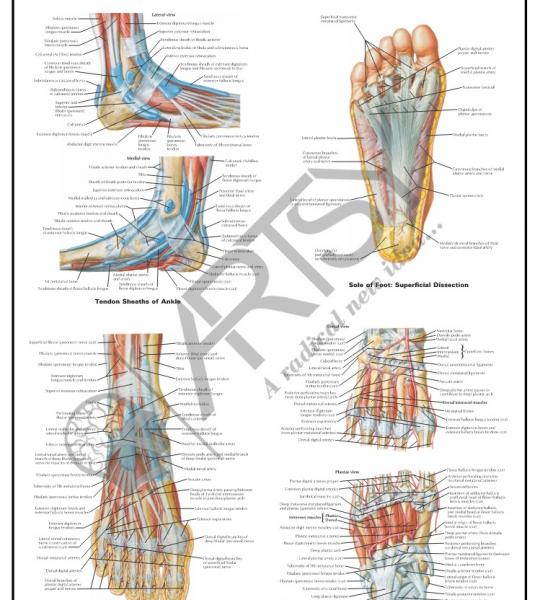 Anatomy Charts
