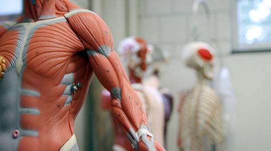 Top Manufacturers of Anatomy Models in Ambala – Khanna Traders