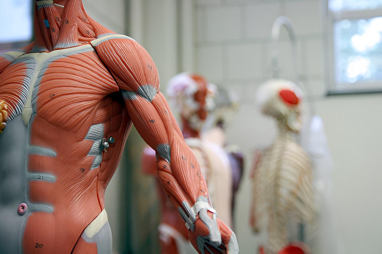 Top Manufacturers of Anatomy Models in Ambala – Khanna Traders