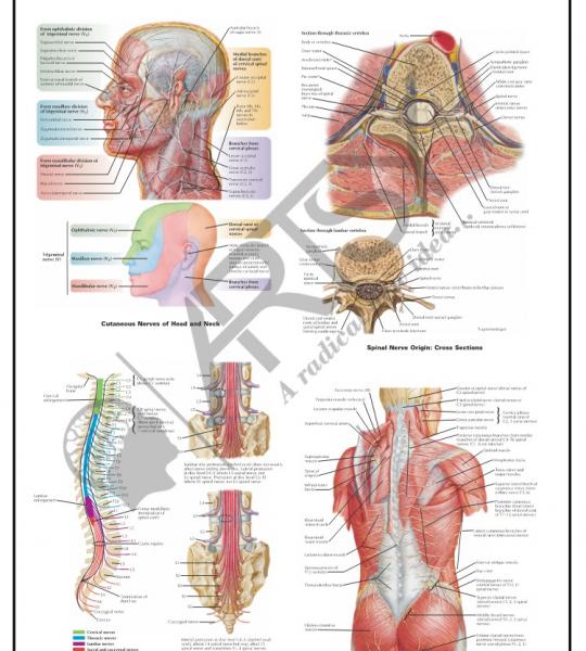 Anatomy Charts