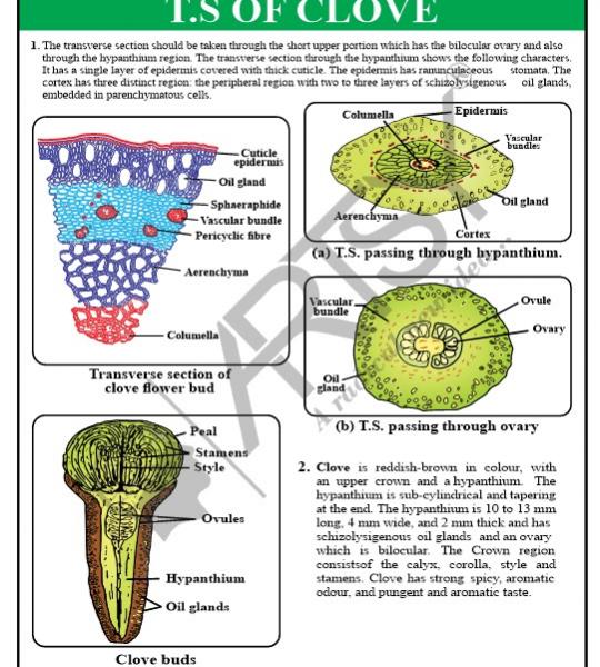 Pharmacognosy Charts