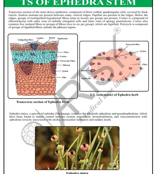 Pharmacognosy Charts