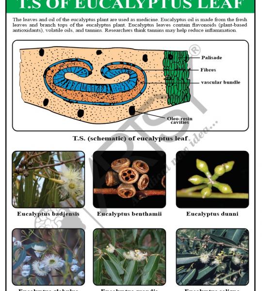 Pharmacognosy Charts