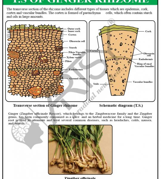 Pharmacognosy Charts