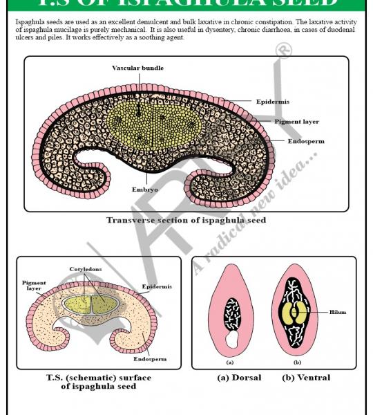 Pharmacognosy Charts