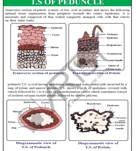 Pharmacognosy Charts