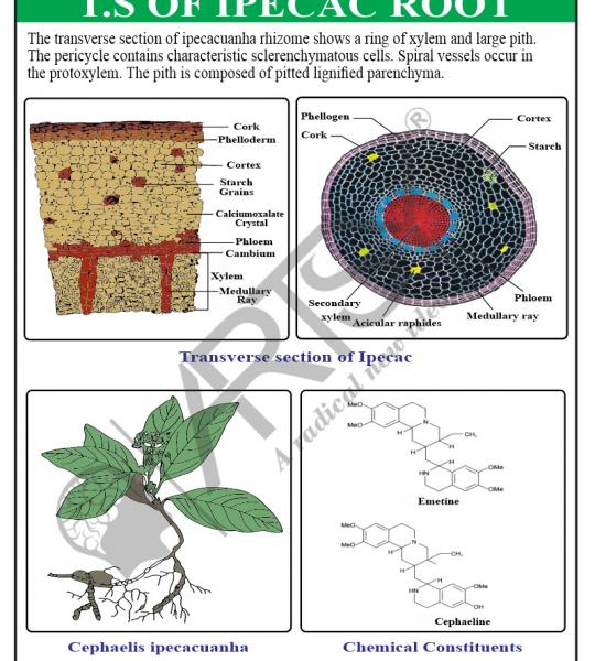 Pharmacognosy Charts