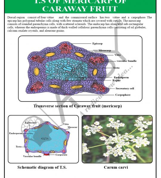 Pharmacognosy Charts