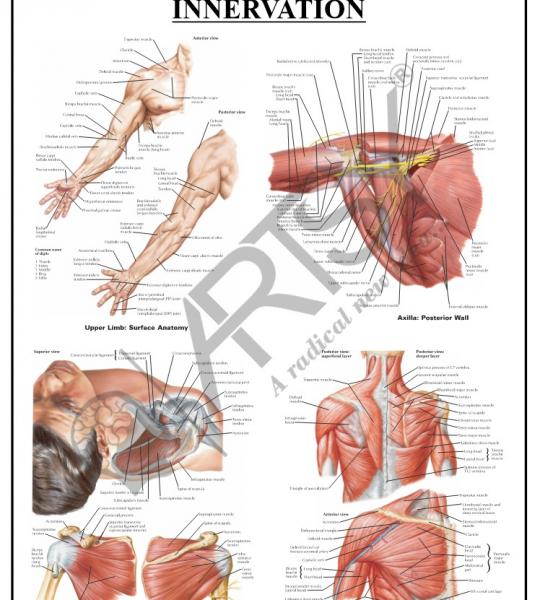 Anatomy Charts