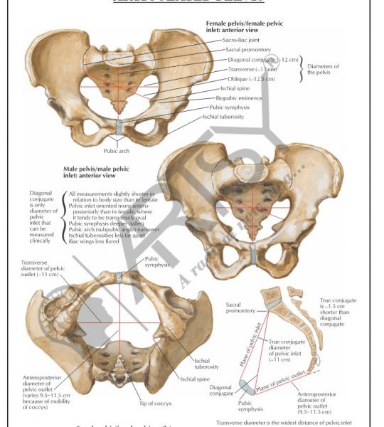 Anatomy Charts