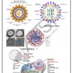 Bio Chemistry Chart